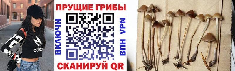 Псилоцибиновые грибы Cubensis Купить Белёв